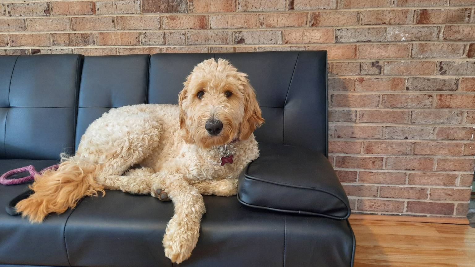 Dog receiving loving care